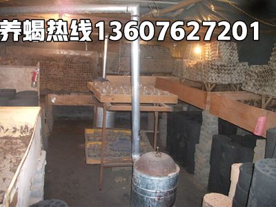 <b>今天蝎子价格播报2025年8月26日蝎子价格行情</b>