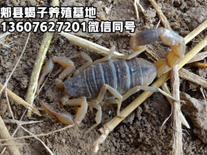 <b>郏县蝎子养殖基地揭露蝎子养殖骗局蝎子养殖技术视频蝎子养殖场家公司</b>