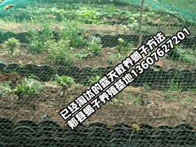 <b>塑料大棚蝎子养殖技术与室外露天散养蝎子相比的优势蝎子养殖技术完整版蝎子</b>