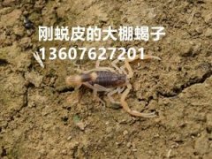 <b>2025年9月2日最新蝎子价格行情</b>