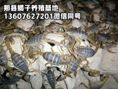 <b>今天全蝎子多少钱一斤2025年9月4日最新蝎子价格行情</b>