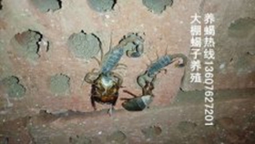 <b>蝎子养殖环境蝎子适合生长的条件</b>