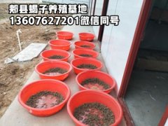 <b>2025年9月7日活蝎子野生蝎子价格清水蝎行情 </b>