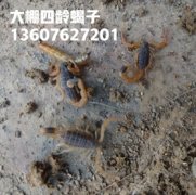 <b>蝎子的养殖技术及市场前景蝎子养殖难点养蝎子常识</b>