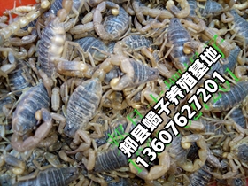 <strong>蝎子长大的标准是什么？蝎子体内的水分从哪里来？</strong>