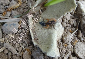 <strong>蝎子养殖场地生物链培养蝎子吃什么东西食物</strong>