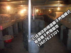 <strong>蝎子养殖常识家养蝎子养殖技巧河南郏县蝎子养殖场</strong>