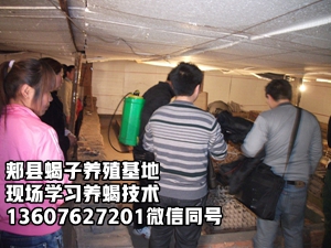 <strong>30分钟蝎子养殖技术教程展示片,养蝎专家陈超峰蝎子养殖技术经验视频培训教材</strong>