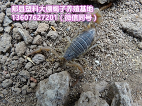 <b>2025年全蝎价格蝎子最新行情走势图全国最大蝎子交易市场清水盐水蝎子现在市</b>