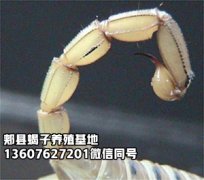 <b>蝎子有毒吗？现在蝎子价格2025年9月22日蝎子市场价格</b>