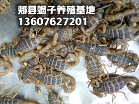 <b>正在给学员挑选种蝎子必须是家养品种的孕蝎，野生蝎子养不活</b>