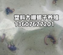<b>全蝎养殖的正确方法，新手如何养殖蝎子</b>