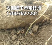 人工养殖蝎子技术蝎子养殖环境蝎子养殖场地条件