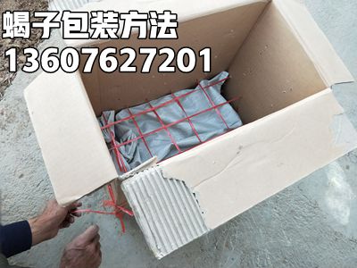 <strong>蝎子的饲养方法和技术蝎子最新的养殖方法</strong>