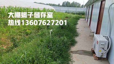 <strong>蝎子养殖暖房温度是多少？一年需要多少加温费？</strong>