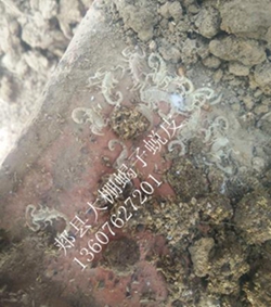 <strong>蝎子养殖成功了也赔钱了，淘汰单杯繁殖单体蜕皮盘蜕皮蝎子养殖技术方法</strong>