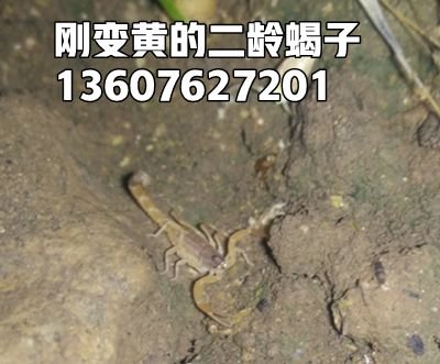 <strong>蝎子养殖关键技术，蝎子养殖经验分享</strong>