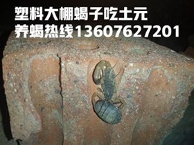<strong>蝎子吃什么东西大棚蝎子养殖喂什么食物</strong>