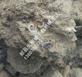 <strong>室内恒温蝎子养殖方法蝎子养殖湿度与温度仔蝎未成年蝎子养殖技术环境</strong>