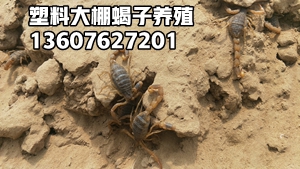 <strong>家庭蝎子养殖技术介绍小白蝎子养殖经验方法</strong>