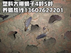 <strong>傻瓜养蝎法就是几乎不用管理的蝎子养殖方法，什么是人海养蝎法？</strong>