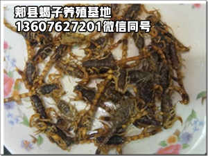 <strong>今天商品蝎子价格行情多少钱一斤2025-12-26日最新蝎子价格</strong>