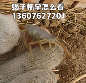 <strong>小蝎子蜕皮技术蝎子蜕皮的条件分享</strong>