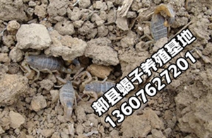 <strong>蝎子养殖新手怎么养蝎子初步养殖蝎子经验</strong>