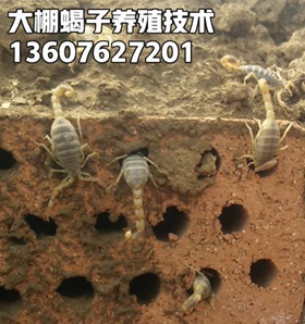 <strong>成功养殖蝎子的五个条件是什么？</strong>