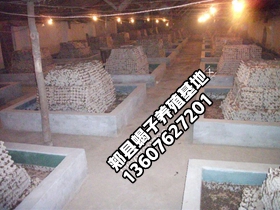 <strong>什么是无冬眠恒温蝎子养殖方法？蝎子养殖温室暖房需要多少加温费</strong>