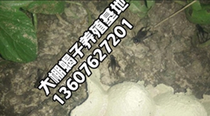 <strong>蝎子养殖关键技术，蝎子养殖经验分享</strong>