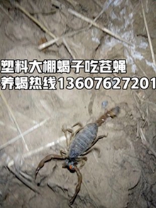 <strong>蝎子养殖技术资料书籍我想去学养蝎子技术大全</strong>