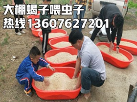 <strong>小白养殖蝎子怎么起步？开始饲养多少种蝎子？投资多少钱利润是多少</strong>