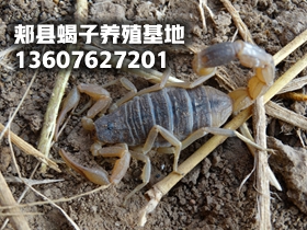 <strong>养殖蝎子有利润吗？养蝎子赚钱吗？</strong>