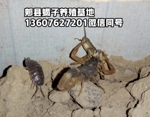 <strong>蝎子怕什么？蝎子的常见病</strong>