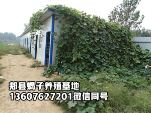 <strong>冬天蝎子怎么冬眠，家庭蝎子养殖技术</strong>