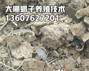 <strong>蝎子的养殖方式方法新手养蝎子技术</strong>