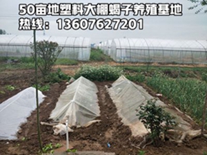 <strong>大型蝎子养殖基地分享蝎子养殖经验</strong>