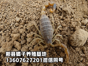 <b>蝎子养殖技术养蝎专家陈超峰直播蝎子养殖经验</b>