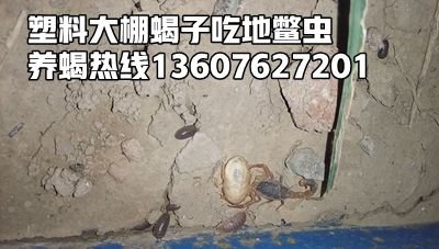 <strong>蝎子的养殖习性及养蝎环境，养殖蝎子传统技术</strong>