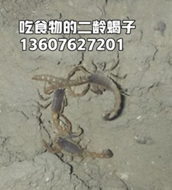 <strong>正规蝎子养殖人工蝎子养殖怎么养蝎子第一步</strong>