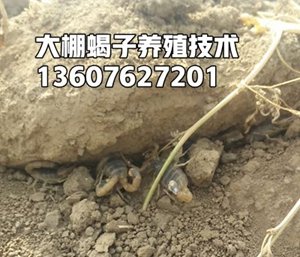 <strong>生态化蝎子养殖技术经验，常温养殖蝎子方法</strong>