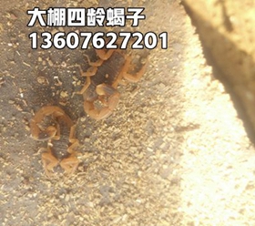 <strong>母蝎子挑选孕蝎的标准，怎么识别孕蝎</strong>