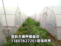 <strong>蝎子的养殖方式蝎子养殖环境技术</strong>