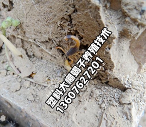 <strong>小蝎子养殖经验蝎子吃的食物怎么办</strong>