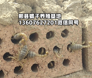 <strong>生态化蝎子养殖怎么越冬？冬天怎么养殖蝎子？</strong>