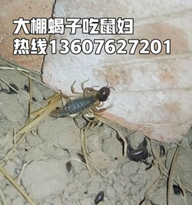 <strong>蝎子喂养方法怎么饲养小蝎子</strong>