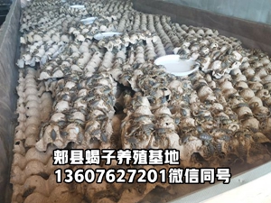 <strong>蝎子四季活动规律及孕蝎饲养技巧</strong>