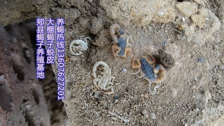 <strong>蝎子的繁殖方法及蝎子吃的食物</strong>