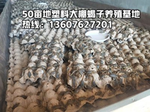 <b>蝎子好养吗？怎么养殖蝎子</b>